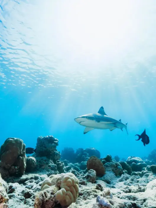 Our Wildlife Nature Guide At Constance Halaveli