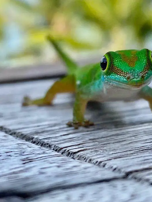 Exploring Madagascan Wildlife at Constance Hotels & Resorts