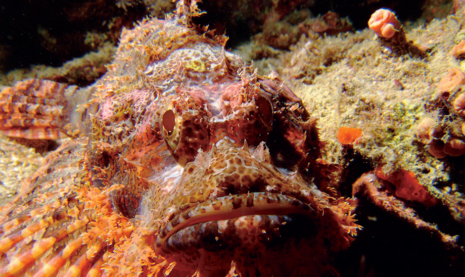 The Scorpion Fish